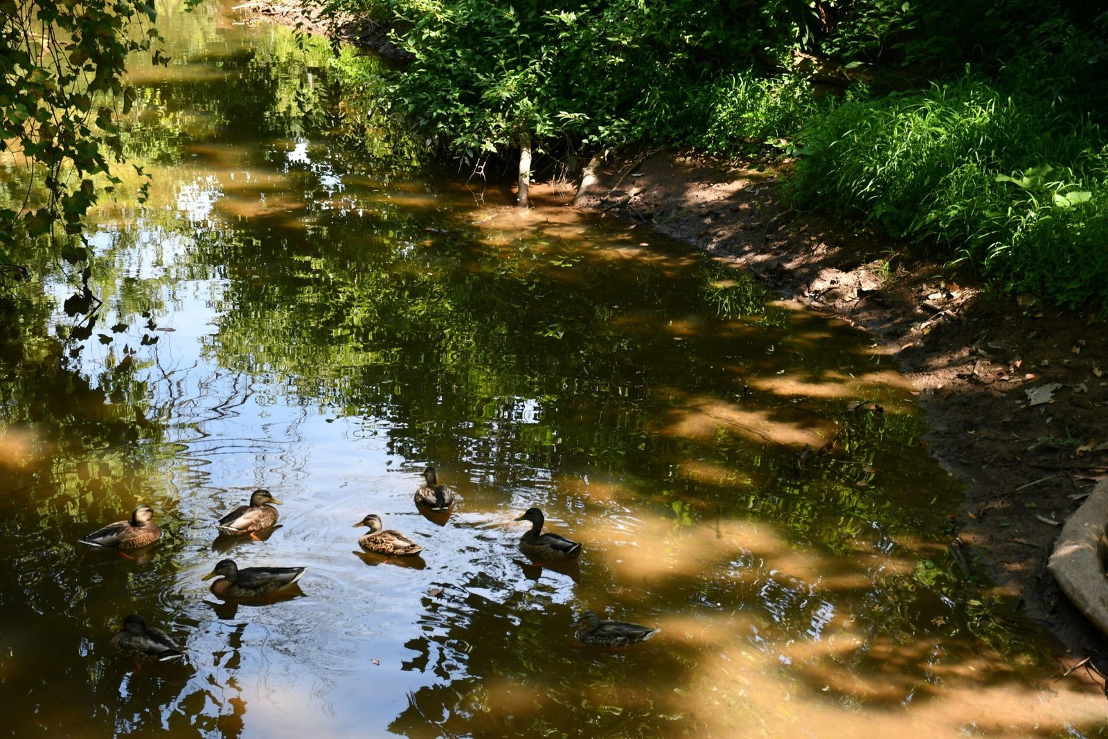 ducks swimming in a river