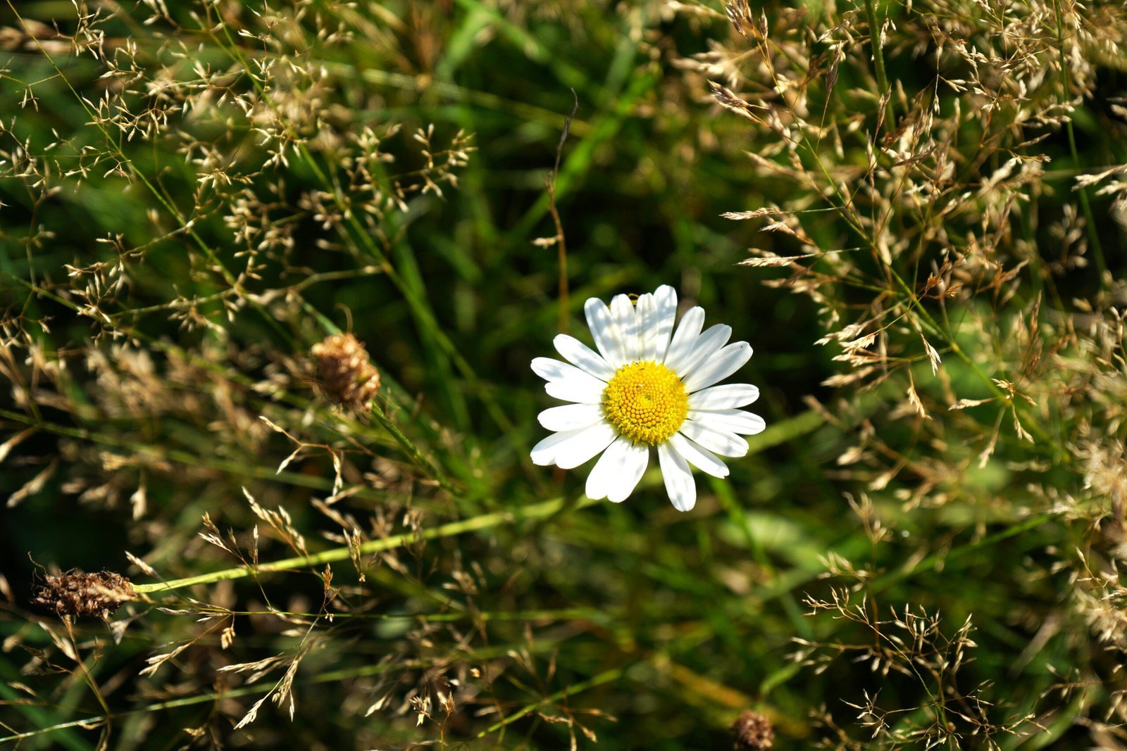 A single daisy sitting in the middle of a field